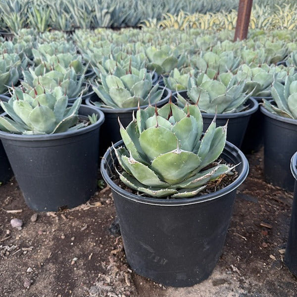 Artichoke Agave