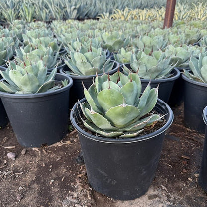 Artichoke Agave