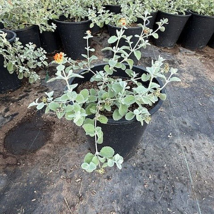can a butterfly bush be planted in a pot Buy Butterfly Bush Phoenix, AZ | Buddleja davidii
