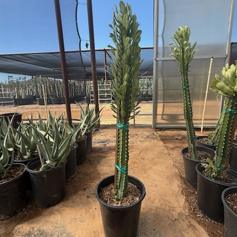 Euphorbia royleana