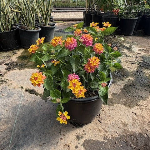 Confetti Lantana