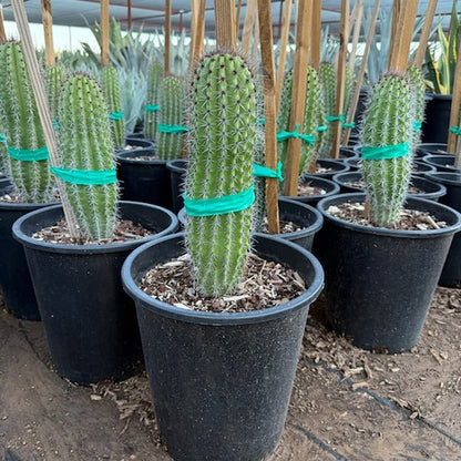 Organ Pipe Cactus