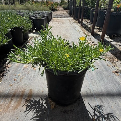 Rocky Point Ice Plant