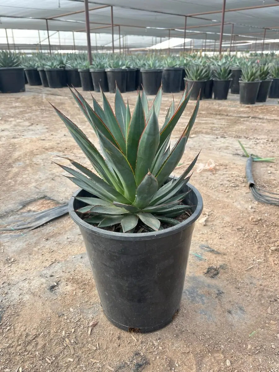 5 gallon Blue Glow Agave (Agave 'Blue Glow') in nursery pot with rows of plants in background — Phoenix, AZ
