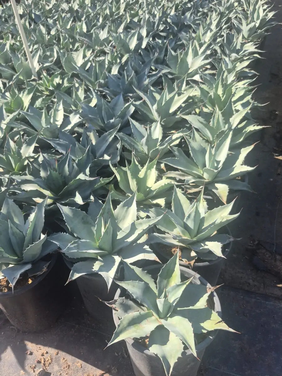 Whale's Tongue Agave