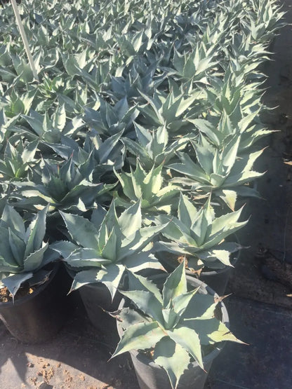 Whale's Tongue Agave