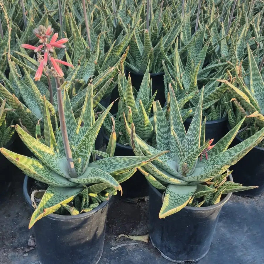 5 gallon Aloe Hybrid variegated saponaria with red flower stalk in nursery pots — Phoenix, AZ