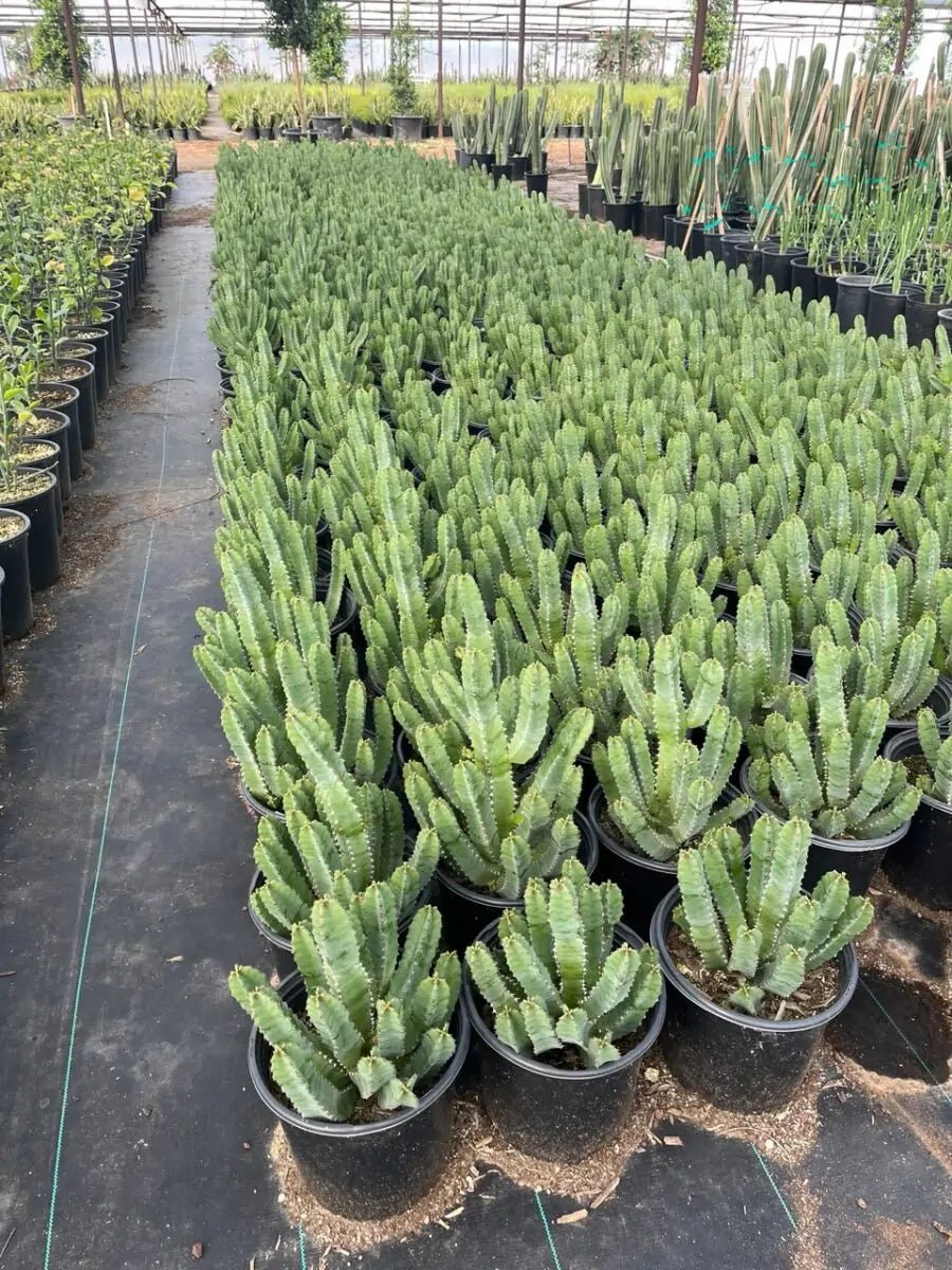 mounding succulents Buy Moroccan Mound Phoenix, AZ | Euphorbia resinifera