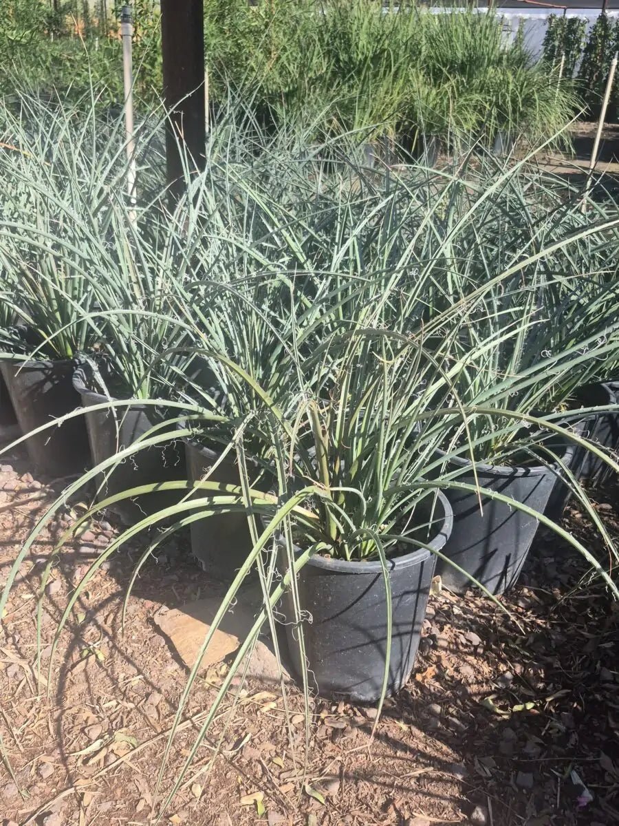 can red yucca grow in shade Buy Red Yucca Phoenix, AZ | Hesperaloe parviflora