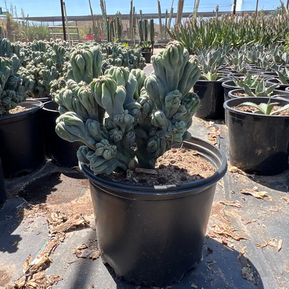 5 gallon Ming Thing cactus (Cereus forbesii monstrosus) with knobby sculptural form in nursery pot — Phoenix, AZ