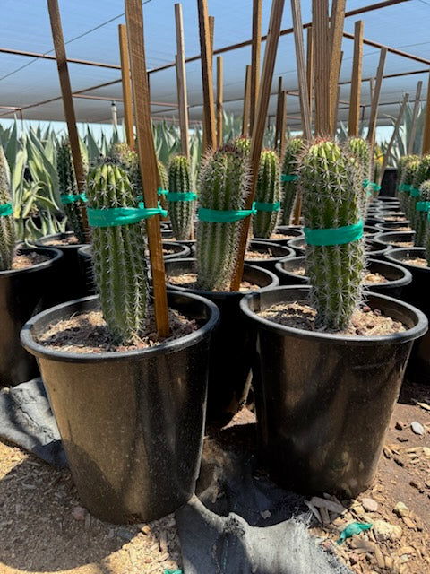 Organ Pipe Cactus