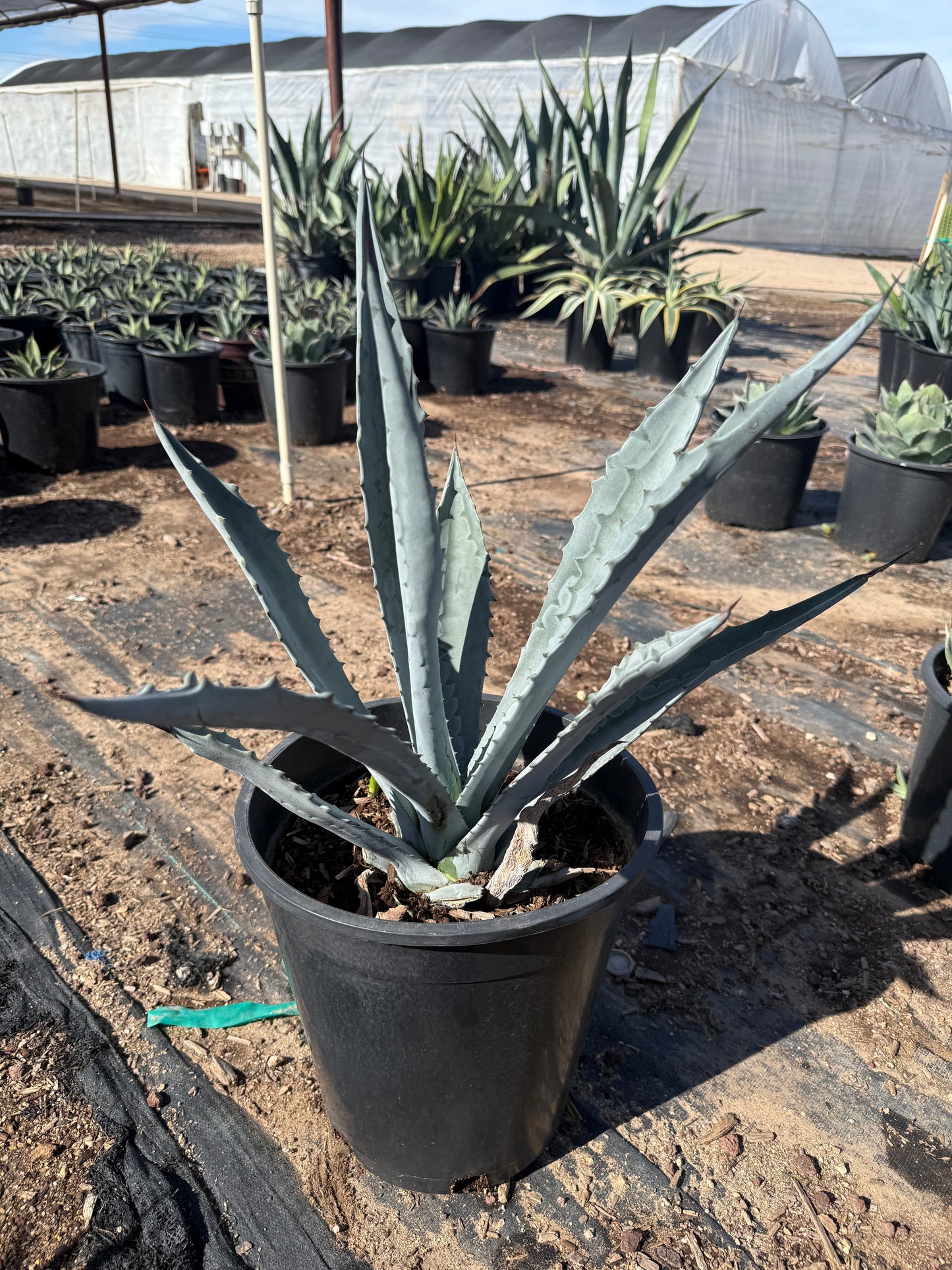 5 gallon Century Plant (Agave americana) in nursery pot — Phoenix, AZ