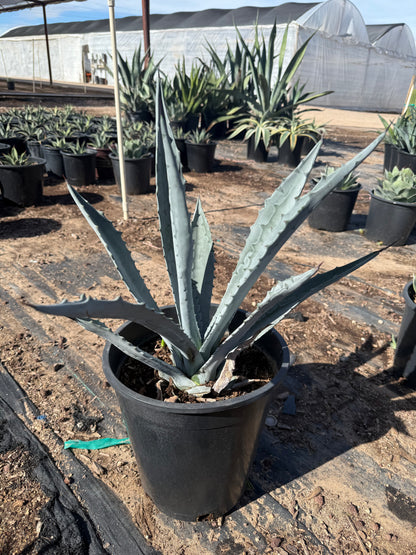 5 gallon Century Plant (Agave americana) in nursery pot — Phoenix, AZ