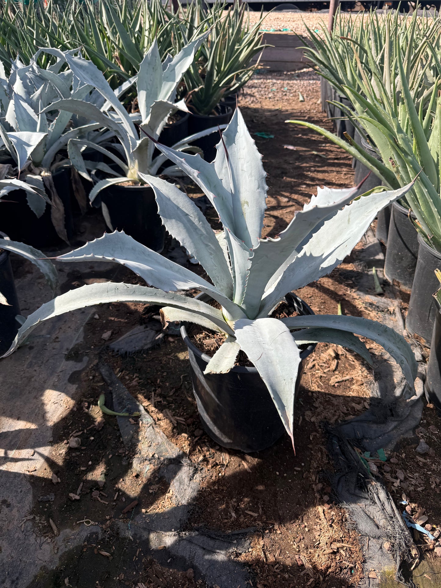 Agave americana 'Electric Blue'