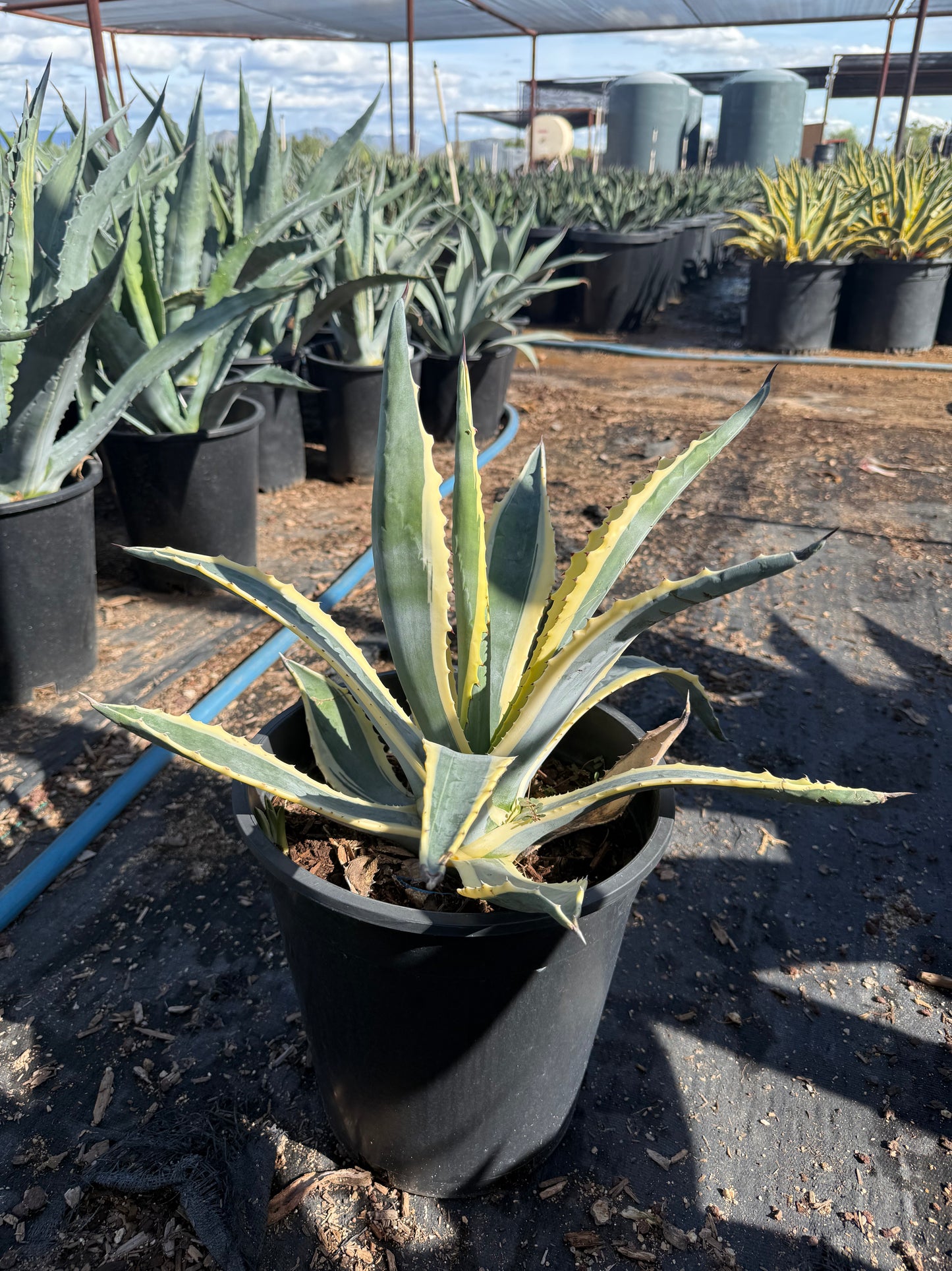 White striped century plant