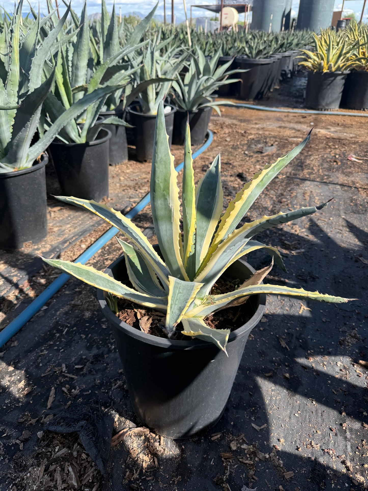 White striped century plant