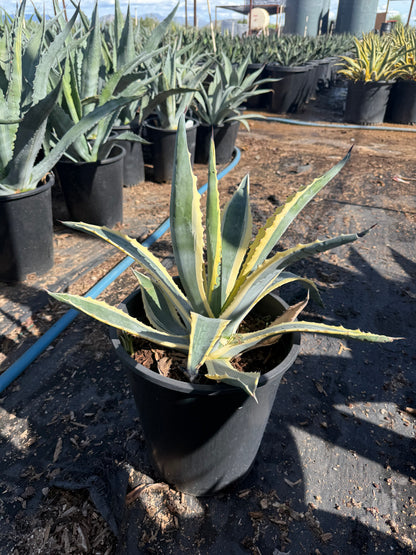 White striped century plant