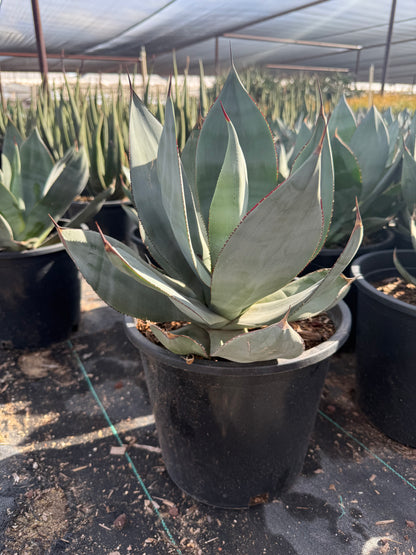 Agave celsii 'nova'