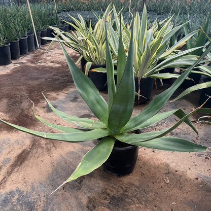 Agave chazaroi