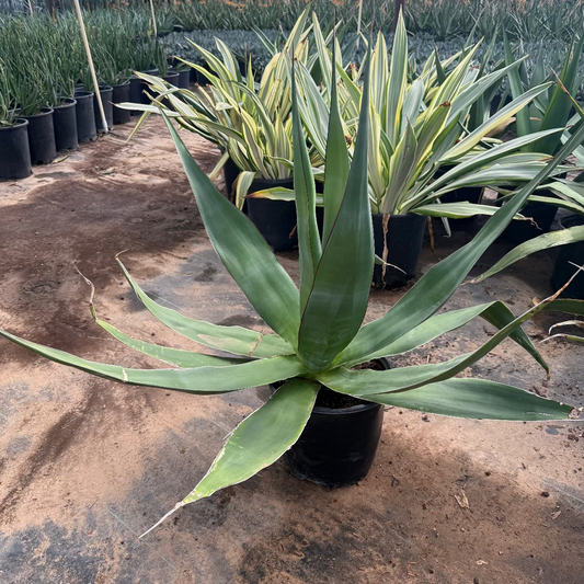 Agave chazaroi