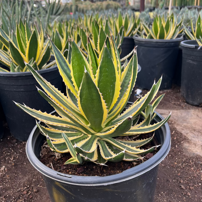 Agave Lopantha