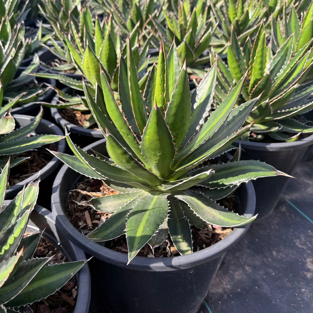 Center Stripe Agave