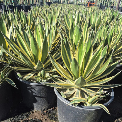 Variegated Lophantha