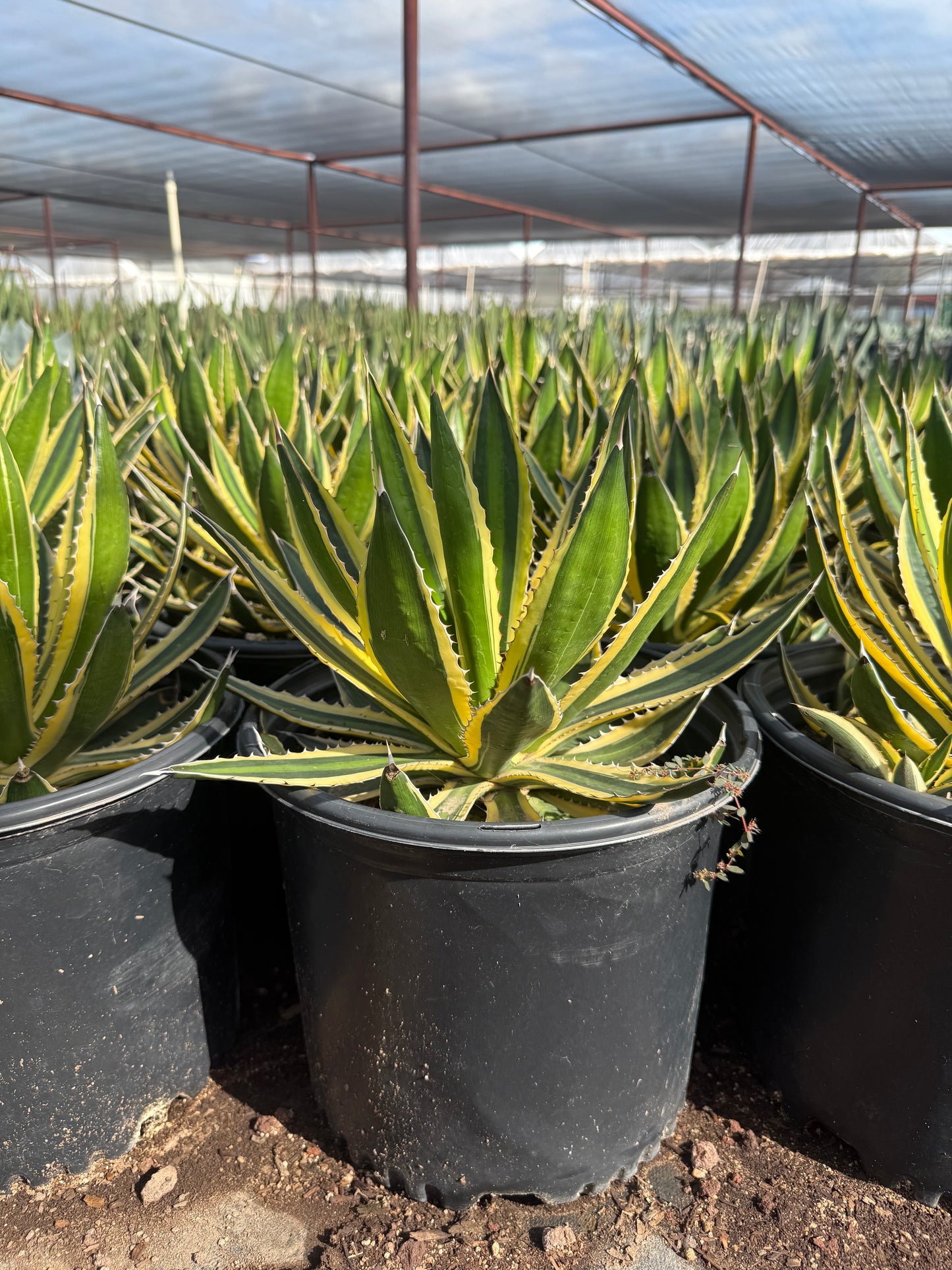 Agave Lopantha