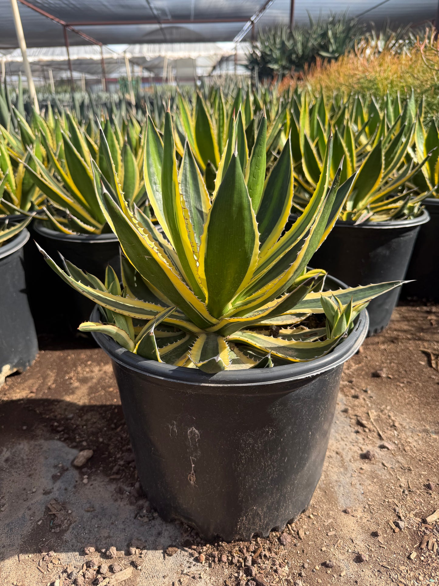 Agave Lopantha