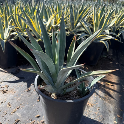 Toothless Murphey's Agave