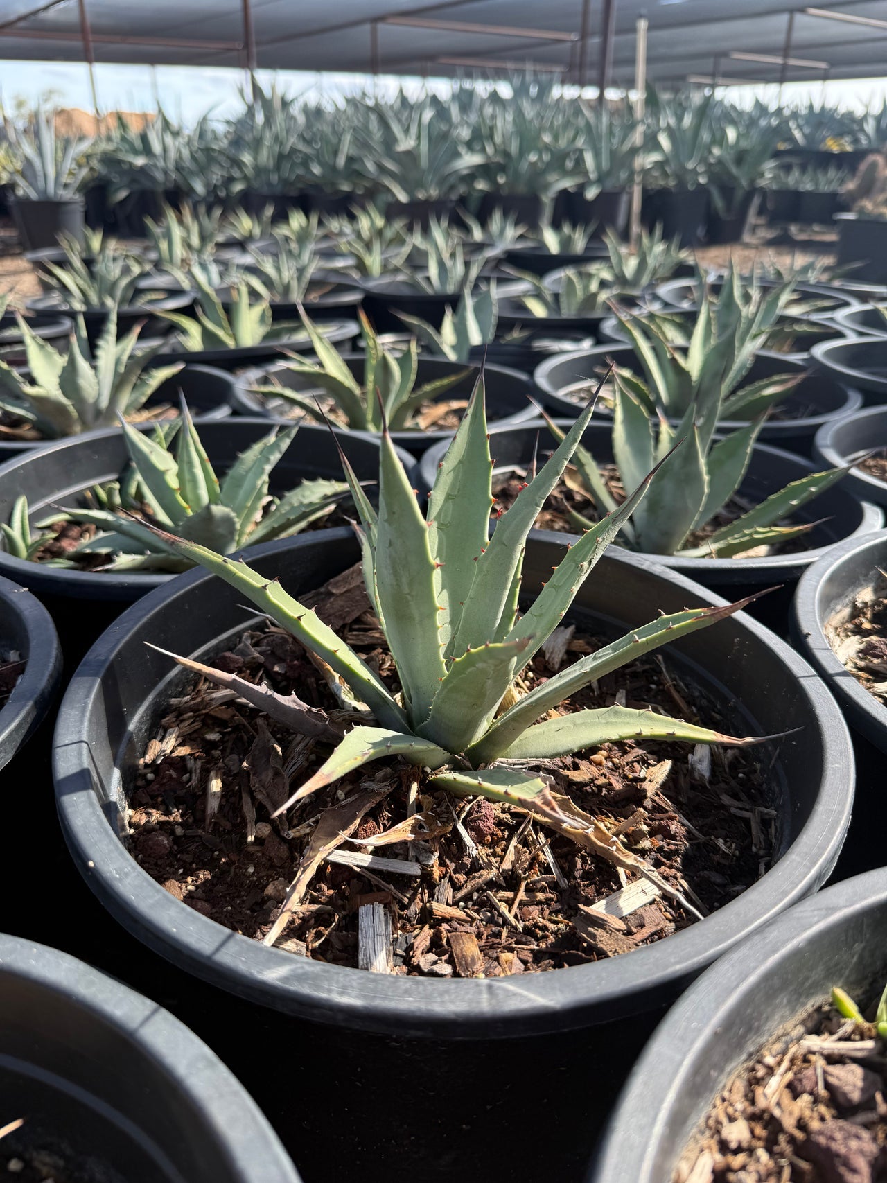 Parry's Agave 5 gallon