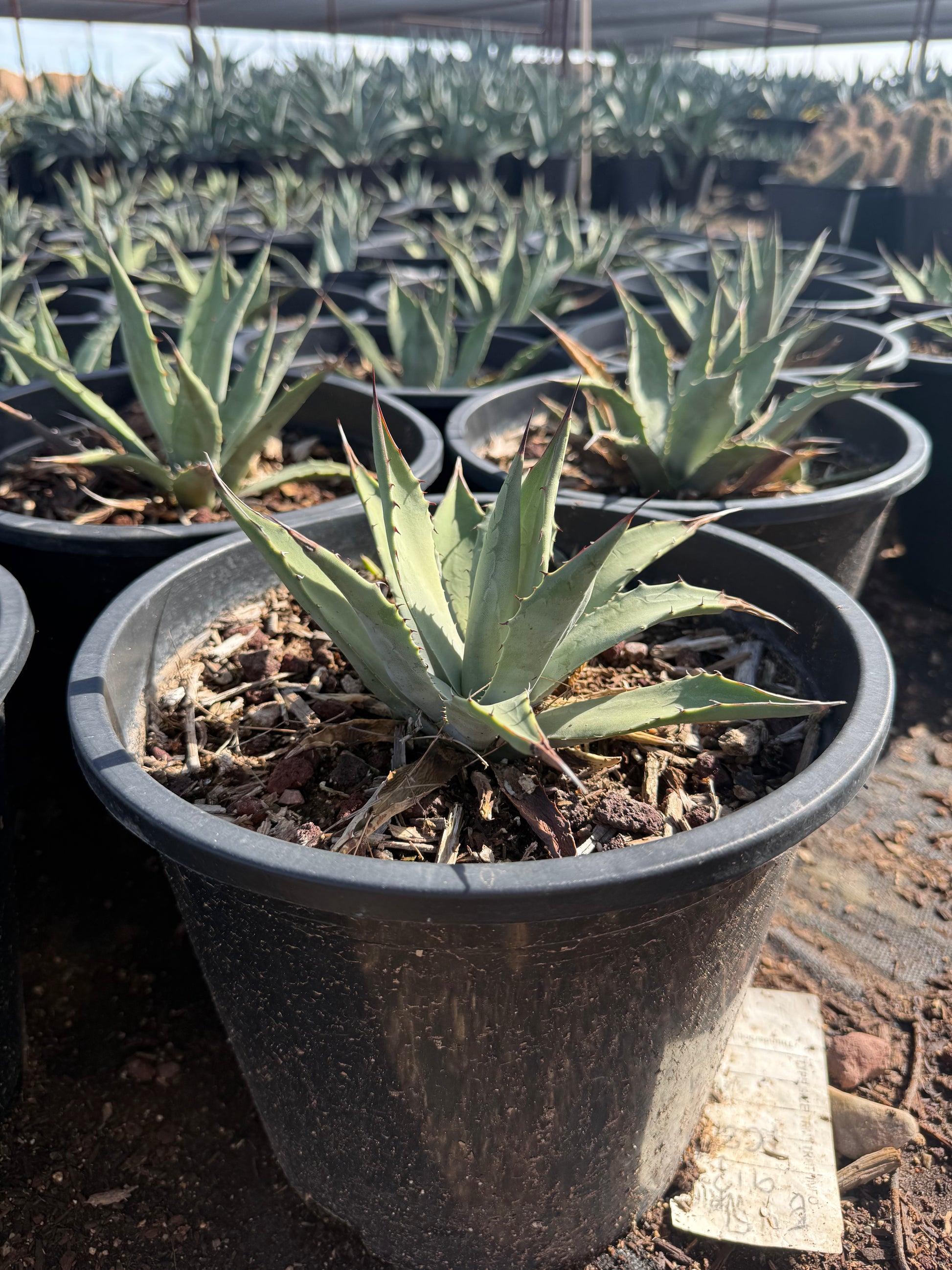 Parryi Agave – Three Timbers Landscape Materials