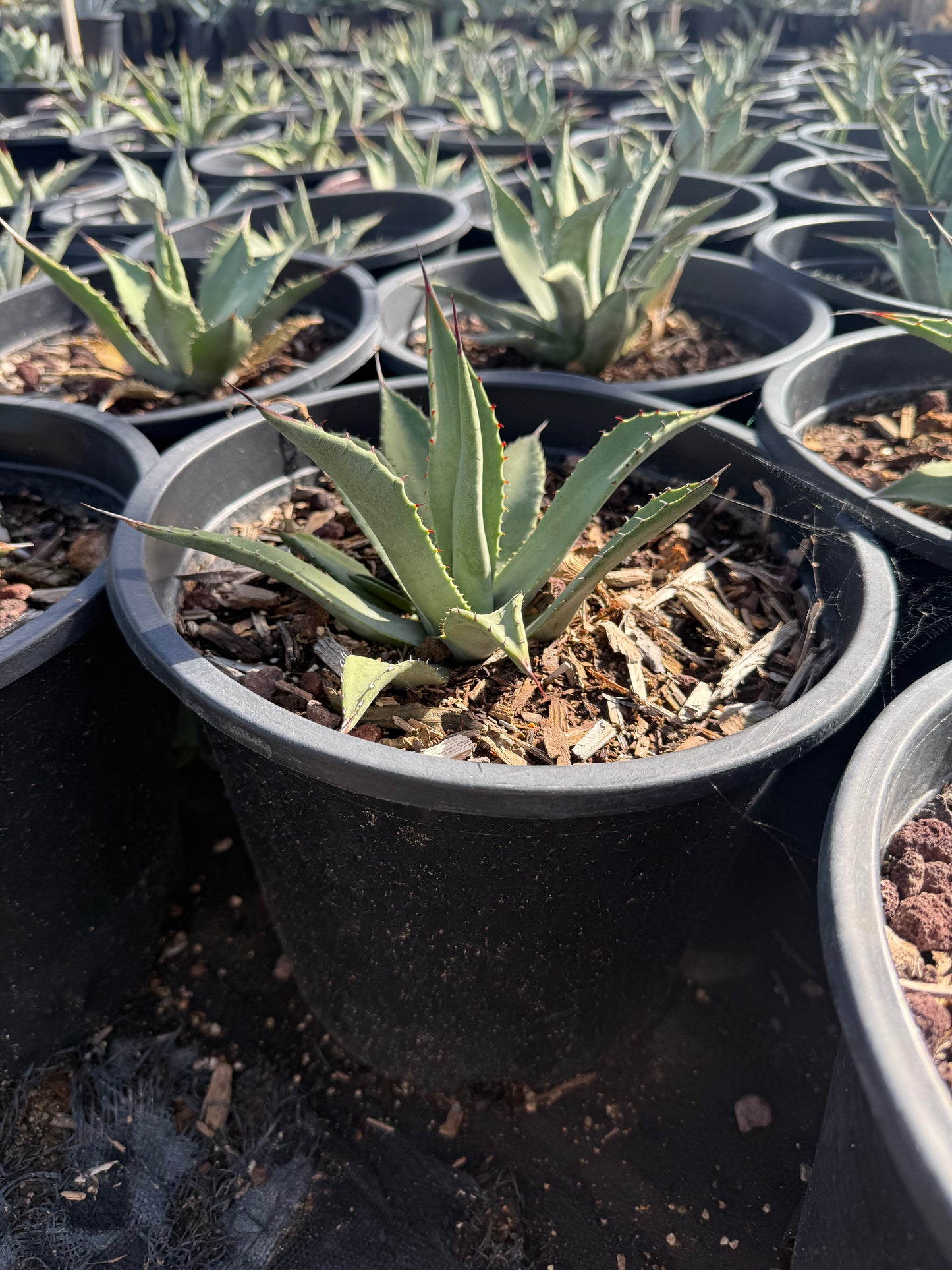 Parryi Agave – Three Timbers Landscape Materials