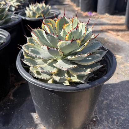 Agave Potatorum