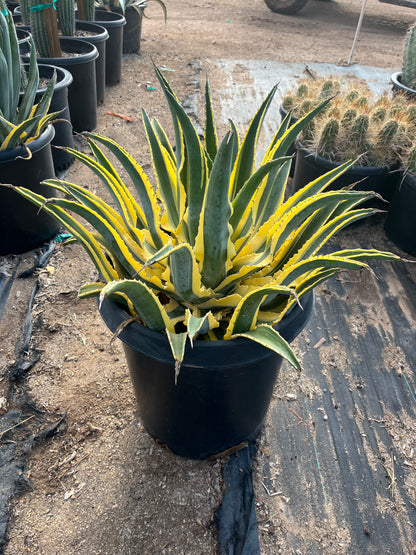agave house plant Buy Quazimoto Agave Phoenix, AZ | Agave cornelius