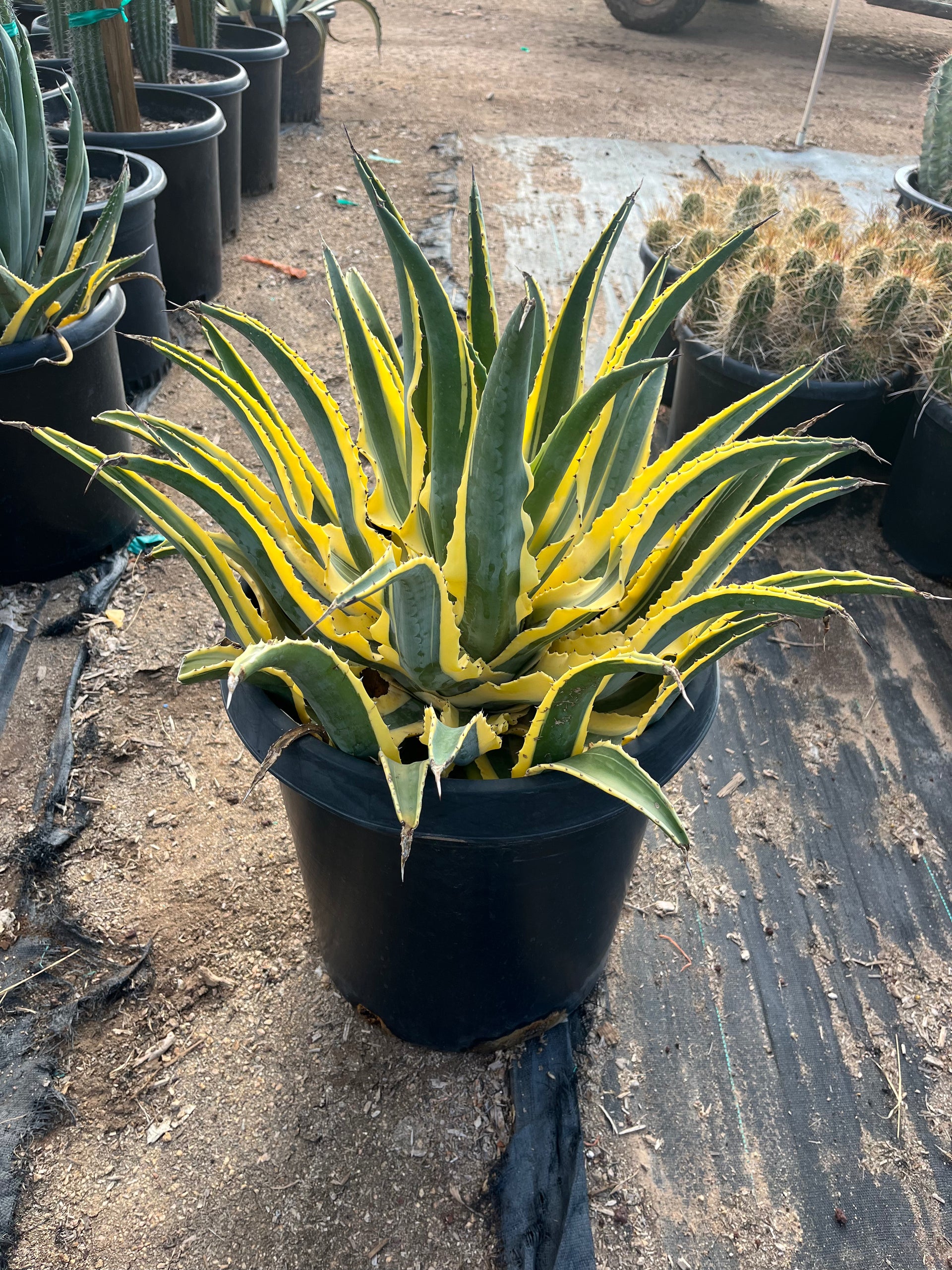 Buy Quazimoto Agave Phoenix, AZ | Agave cornelius
