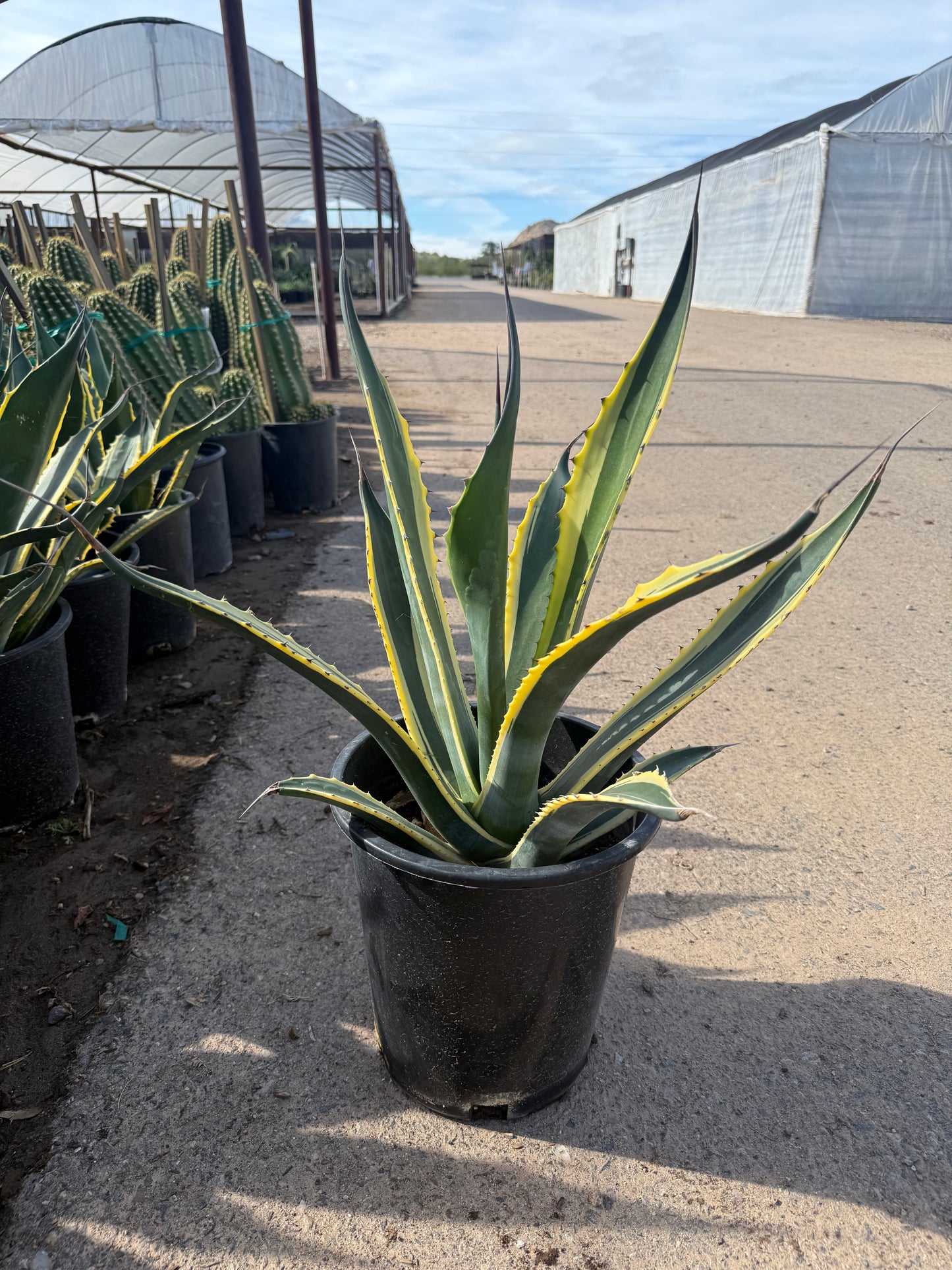 Agave 'Butterfingers'