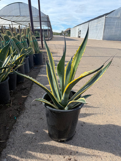 Agave 'Butterfingers'
