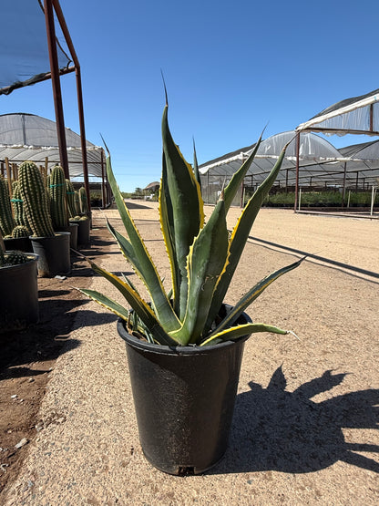 Agave 'Butterfingers'