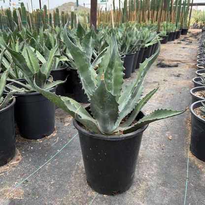 Agave Salmiana