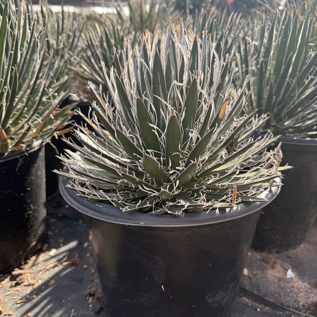 Durango Delight Agave