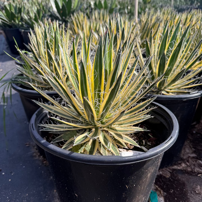 5 gallon Variegated Durango Delight Agave (Agave schidigera) in nursery pot — Phoenix, AZ