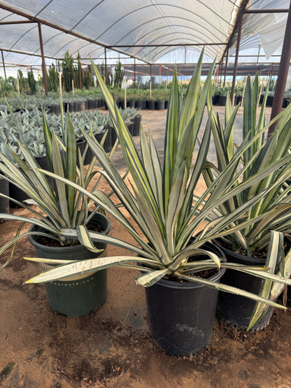 Agave Sisalana-variegated