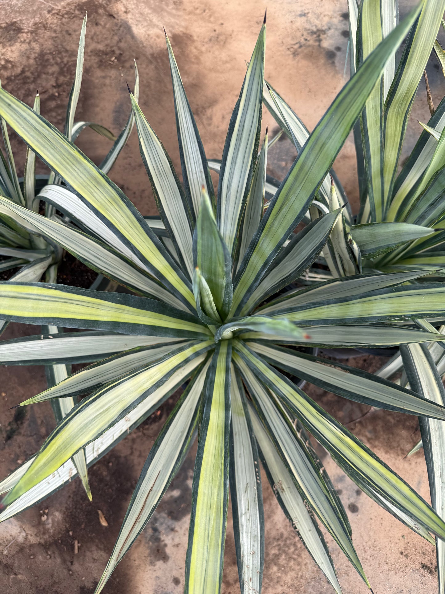 Agave Sisalana-variegated