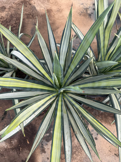 Agave Sisalana-variegated