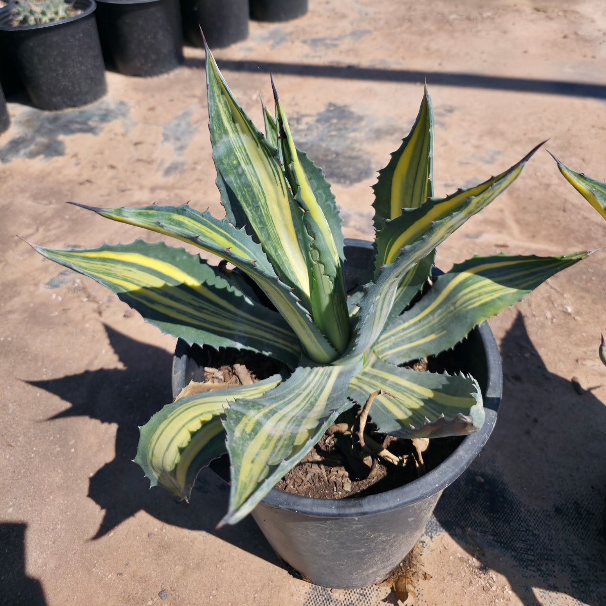 Stars & Stripes Agave CCF