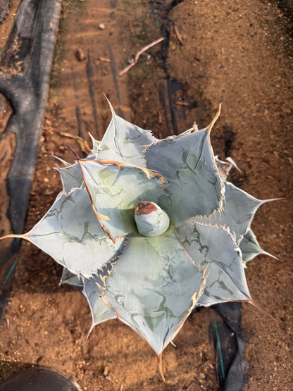 Agave titanota White Ice