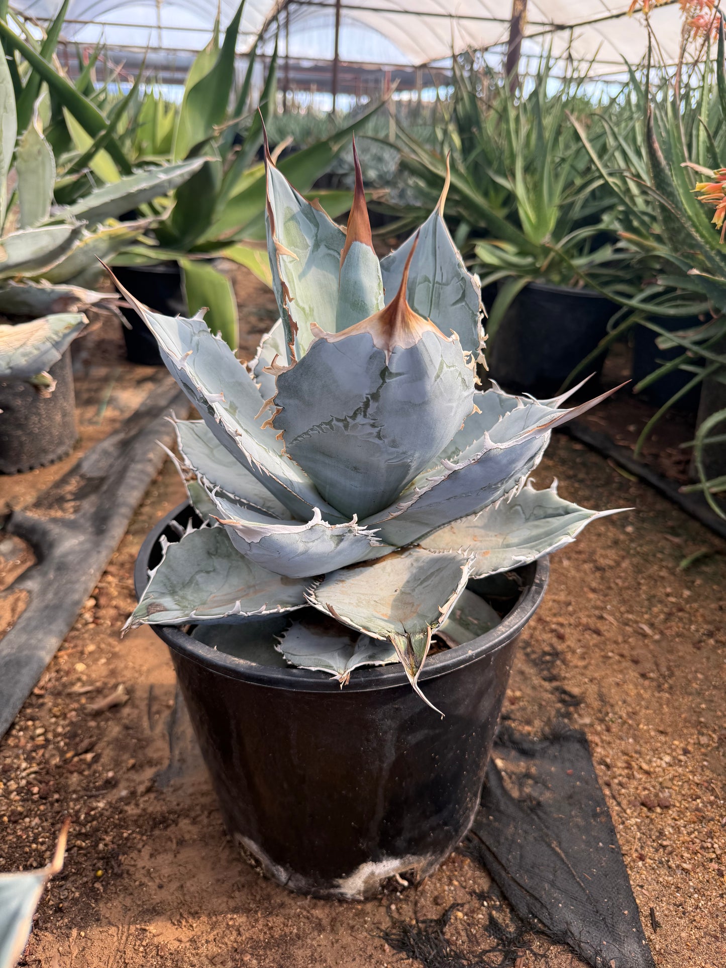 Agave titanota White Ice