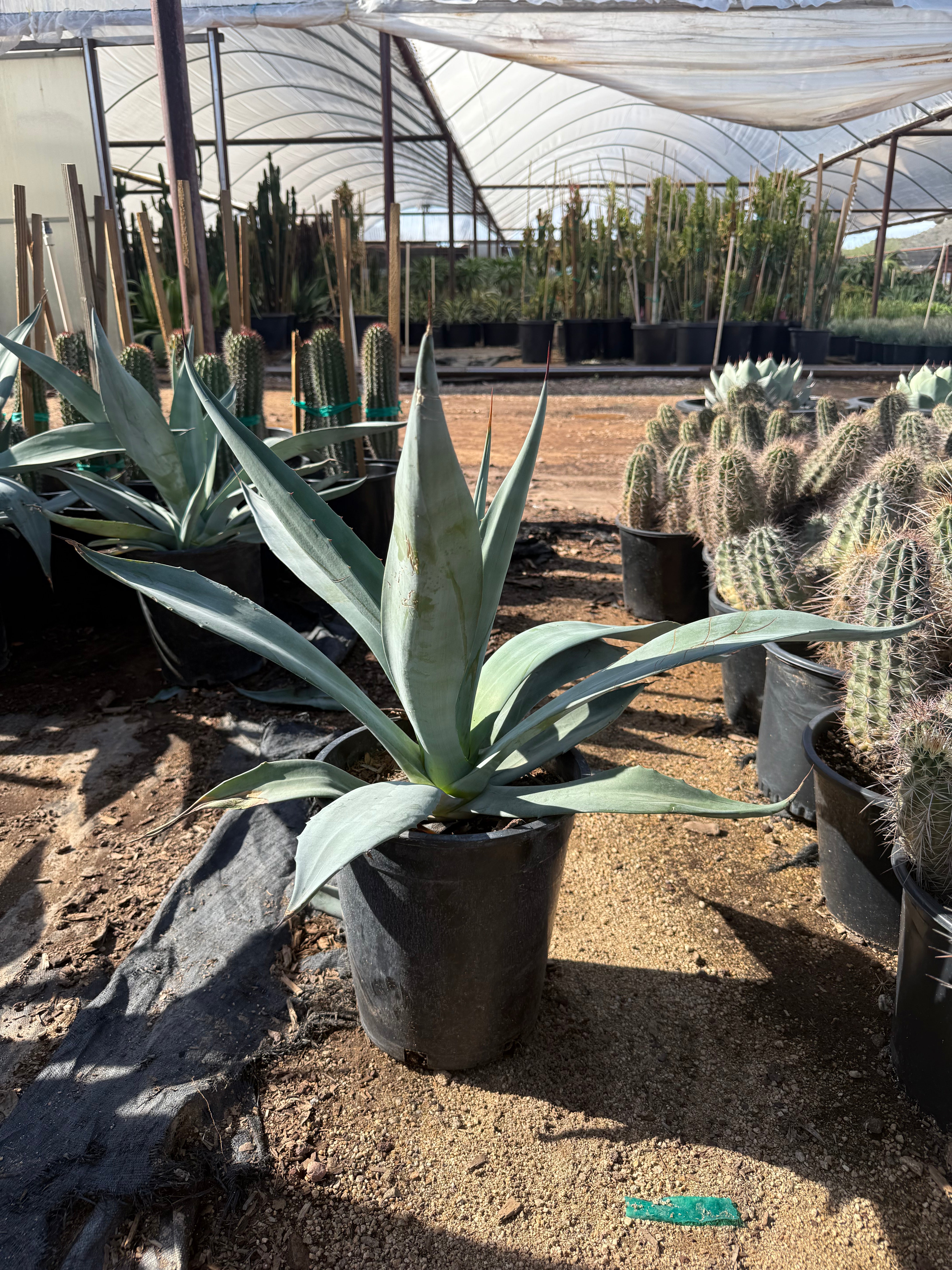 Big Boy Smooth Edge Agave CCF