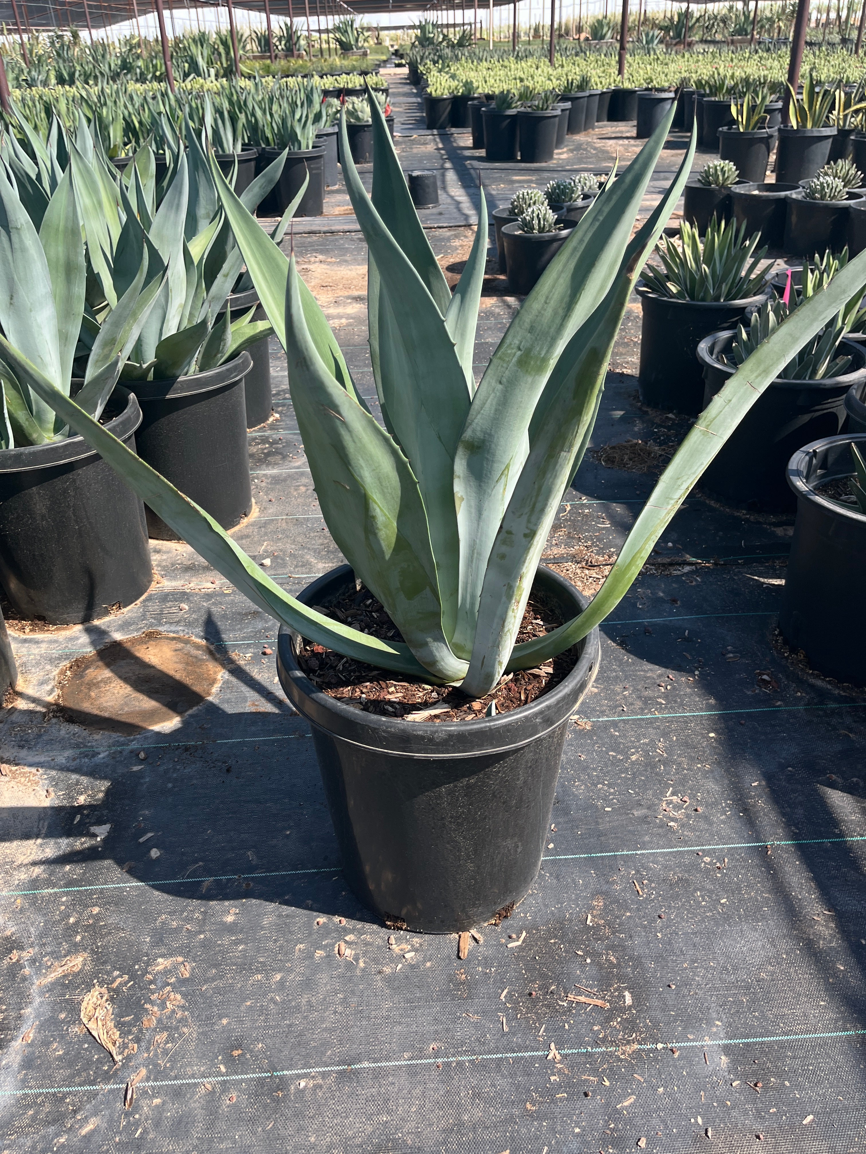 Big Boy Smooth Edge Agave CCF